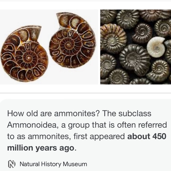 925 sterling silver overlay genuine fossil shell ammonite & tiger eye necklace - Picture 3 of 16